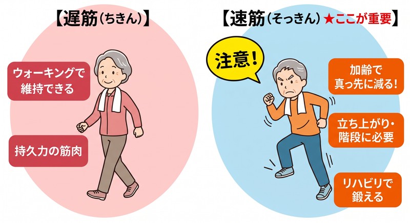 遅筋と速筋の違いを示す図解。ウォーキングで維持できる持久力の遅筋に対し、立ち上がりや階段に必要な速筋は加齢で減りやすく、リハビリで意識的に鍛える必要があることを解説したイラスト